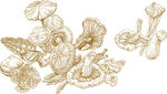 山珍 蘑菇 原创手绘插图