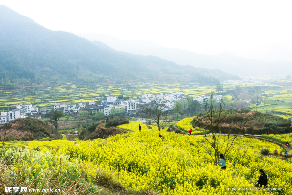 户外油菜花花海旅游景点