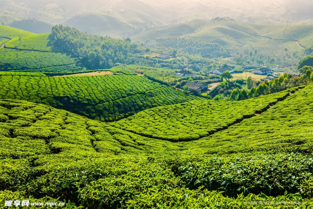 户外山脉茶园种植园