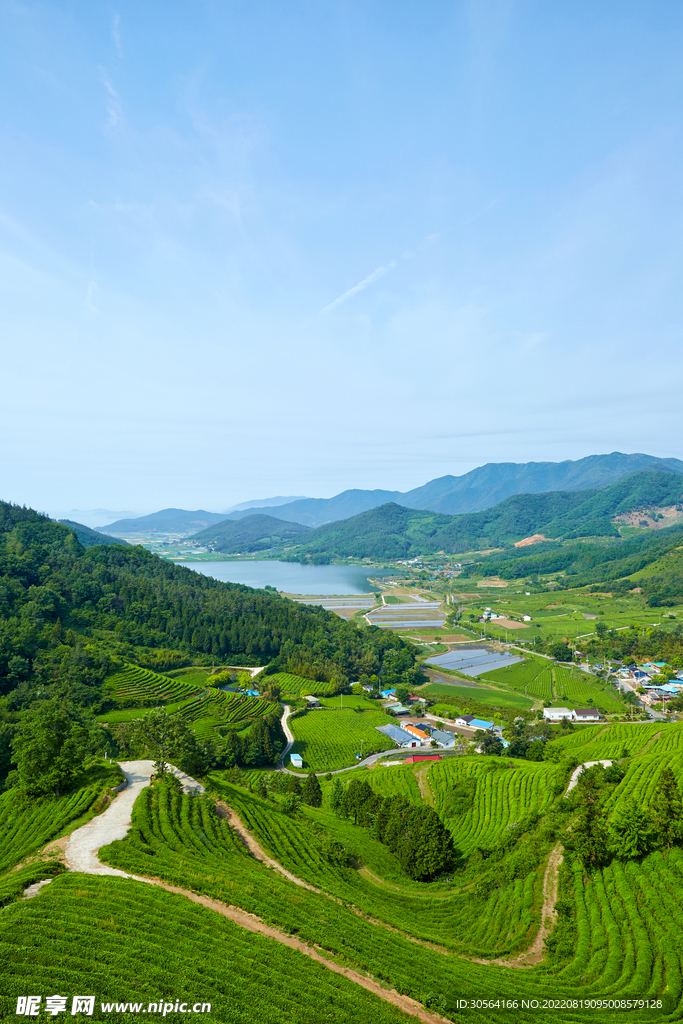 户外山脉茶园种植园