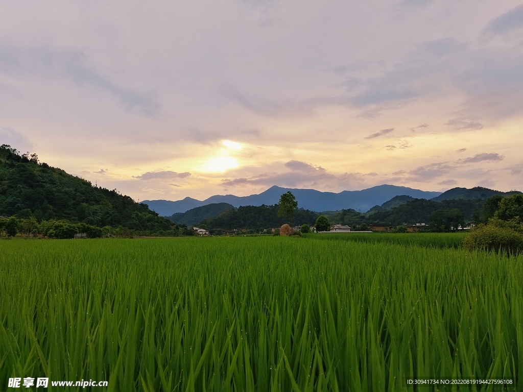 希望的田野