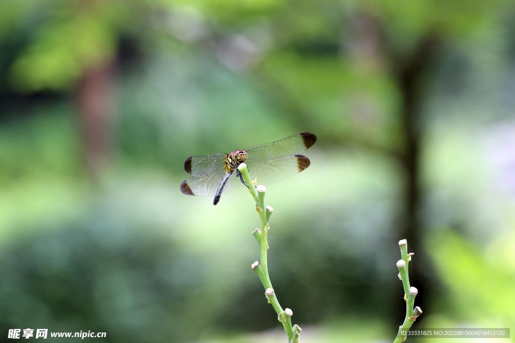 蜻蜓