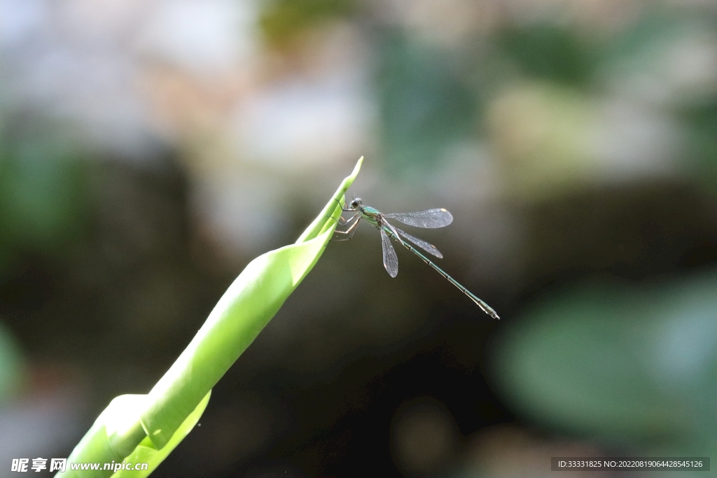 蜻蜓