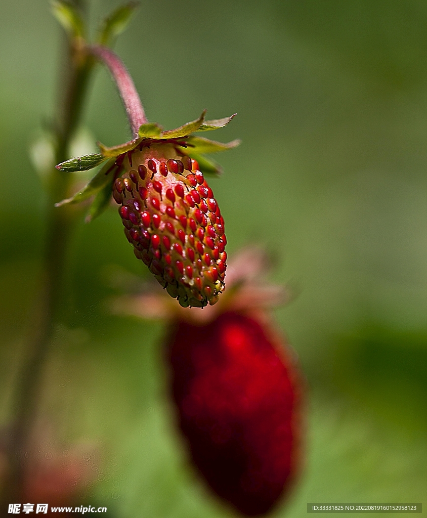 草莓