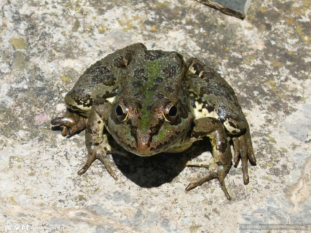 青蛙