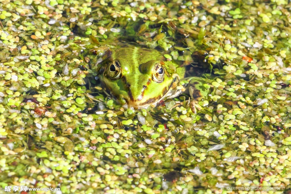 青蛙