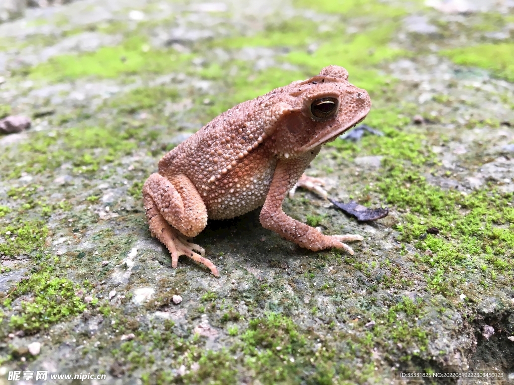 青蛙