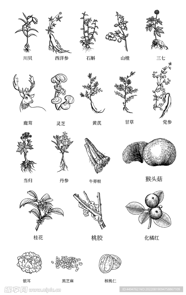 中草药手绘