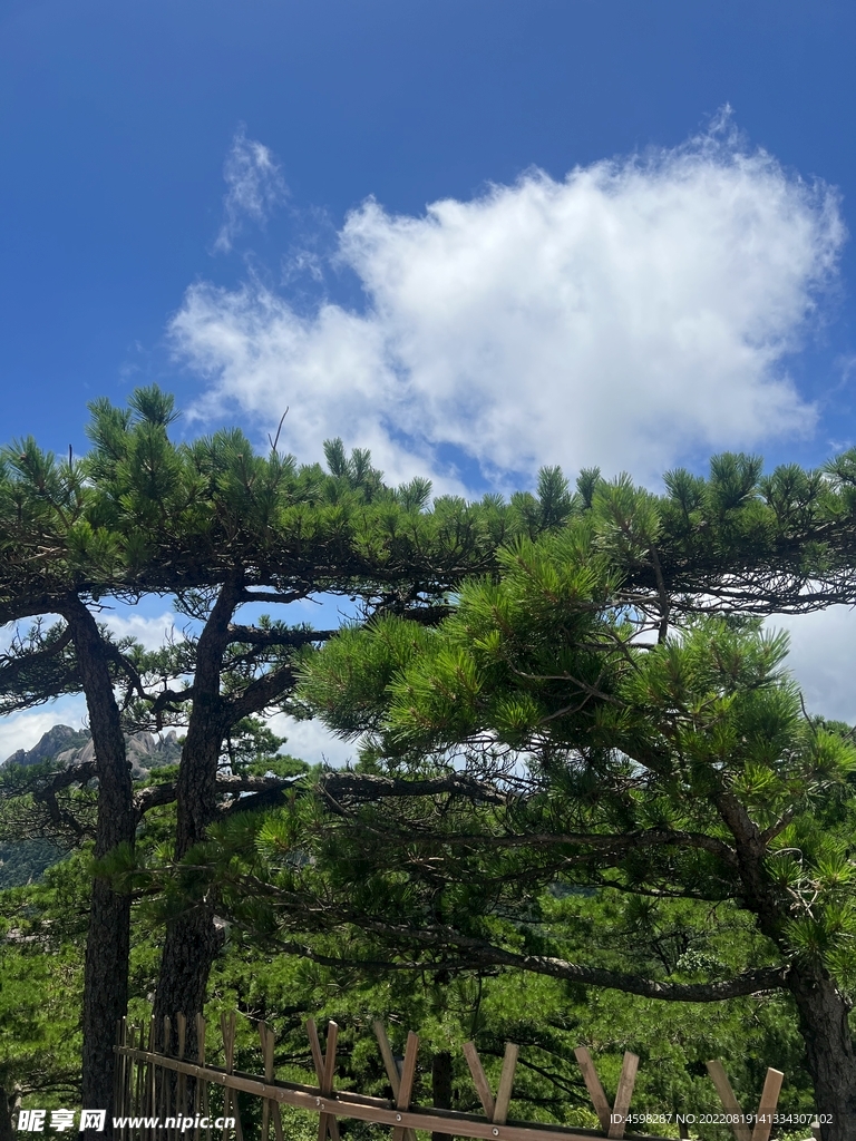 黄山风景图