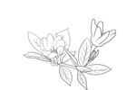 栀子花