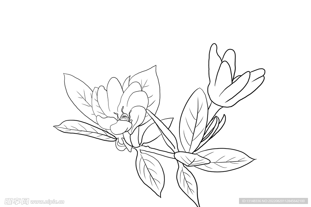 栀子花