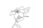 栀子花