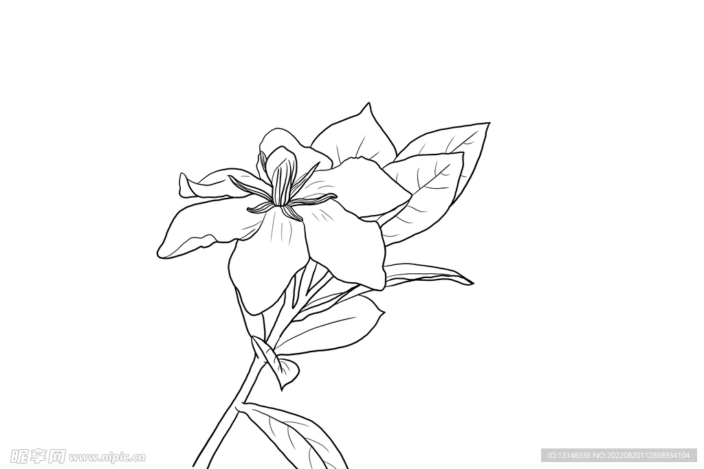 栀子花
