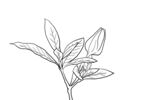 栀子花