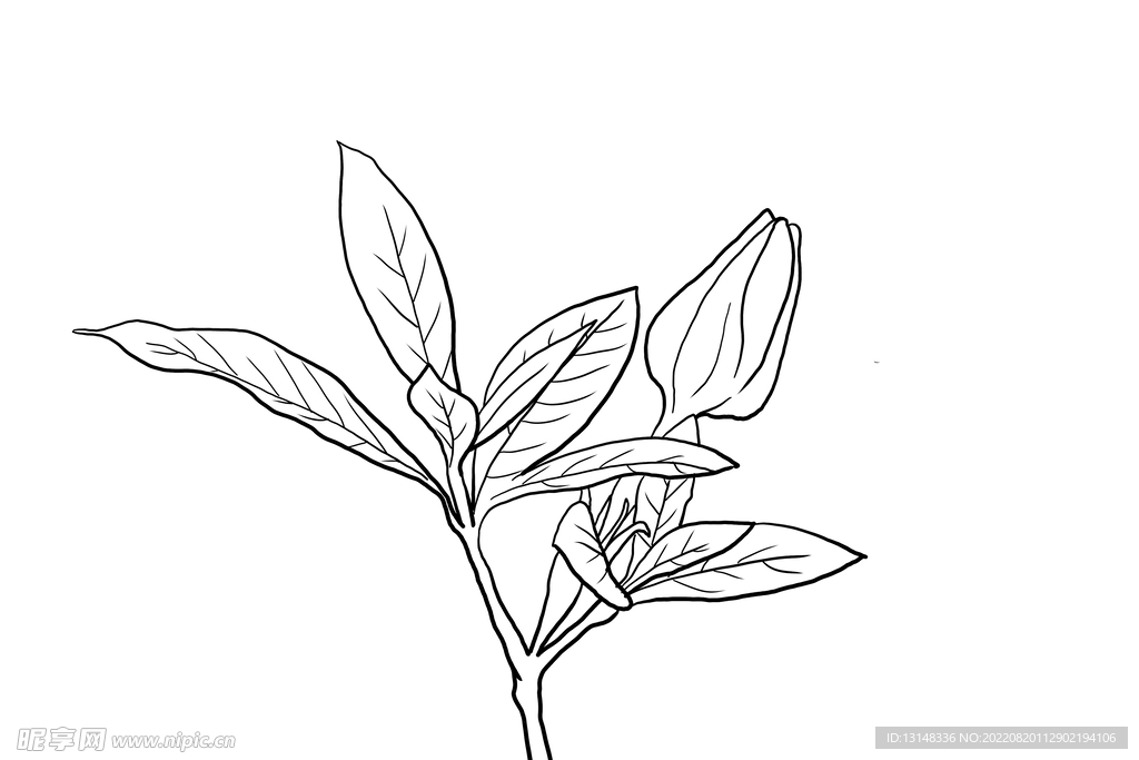 栀子花