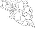 栀子花