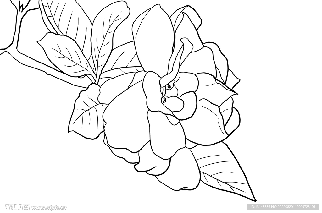 栀子花