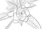 栀子花