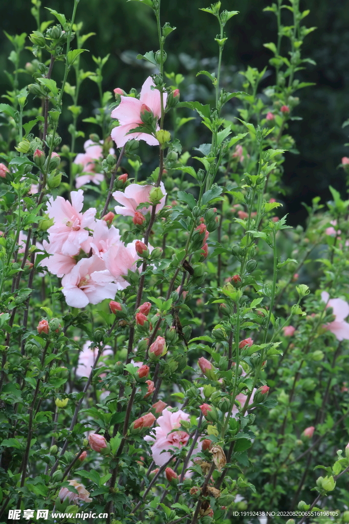 园林花草