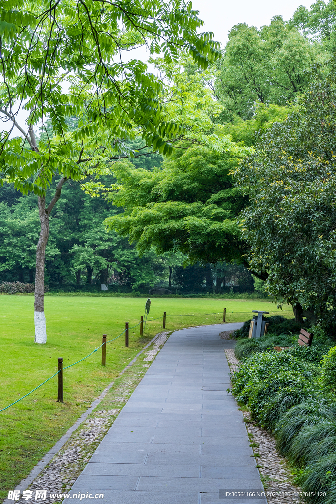 公园树木道路