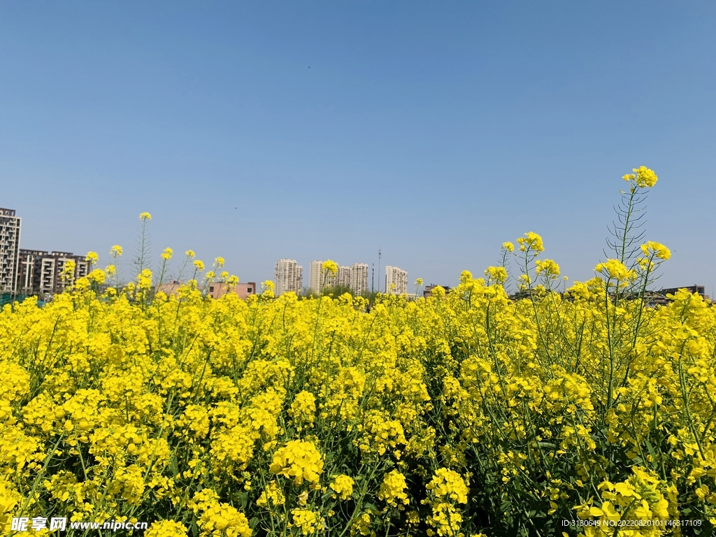 油菜花