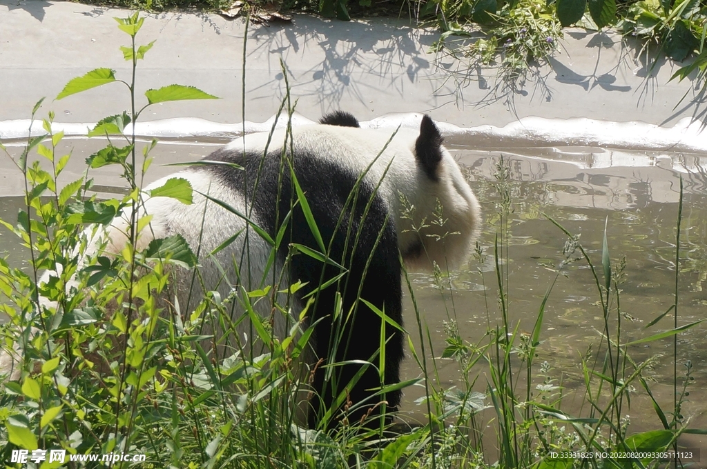 小熊猫