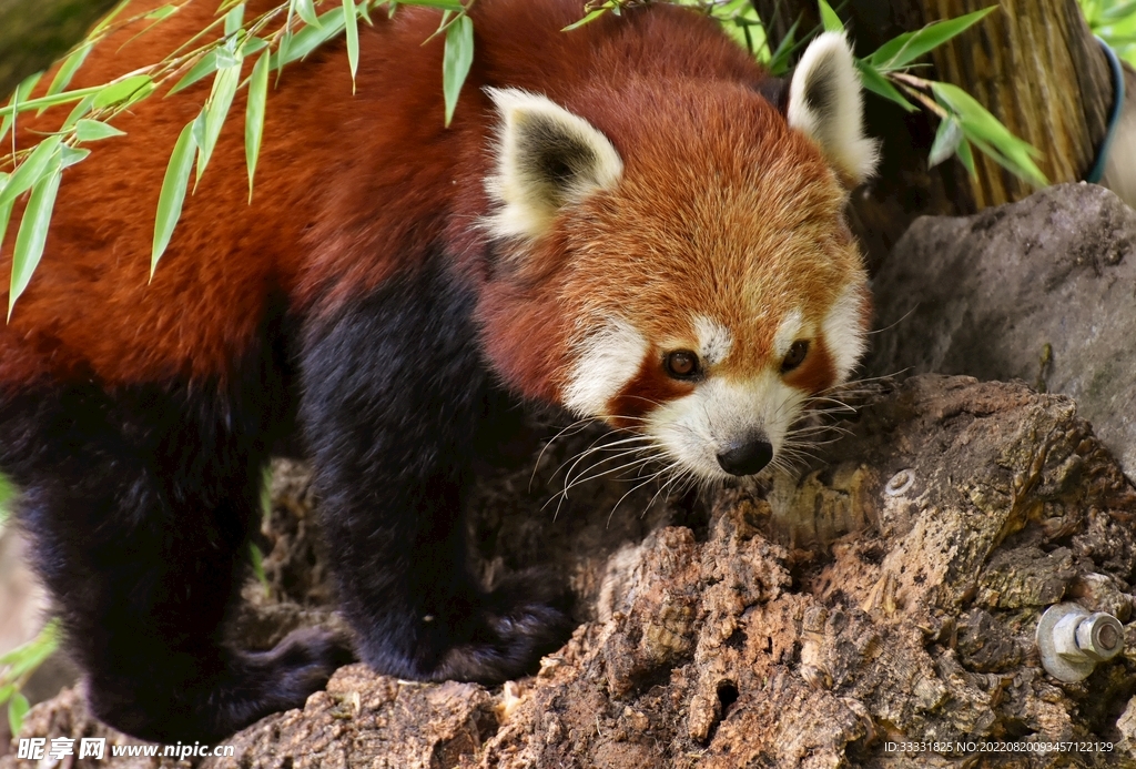 小熊猫