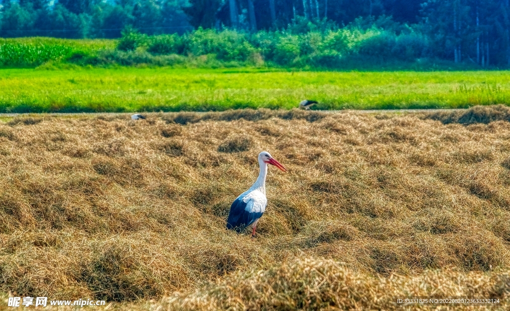 鹳