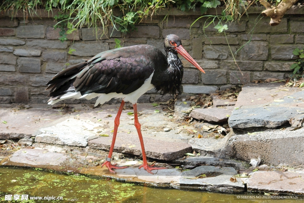 鹳