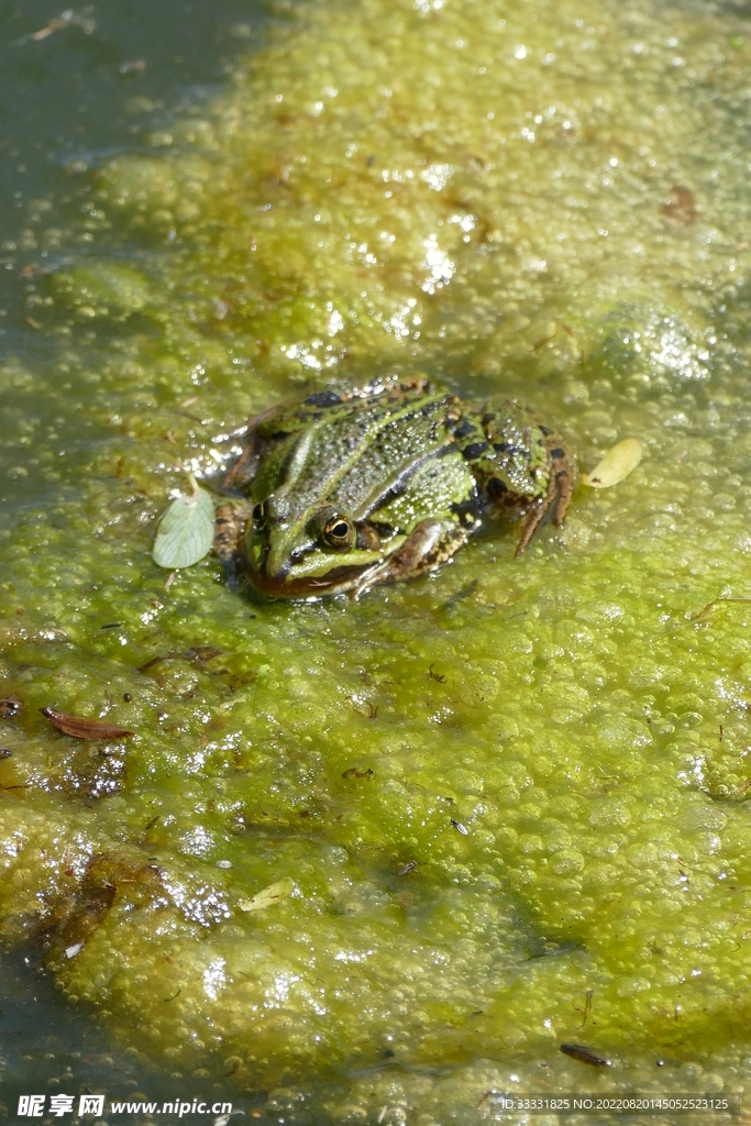 青蛙
