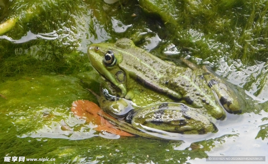 青蛙
