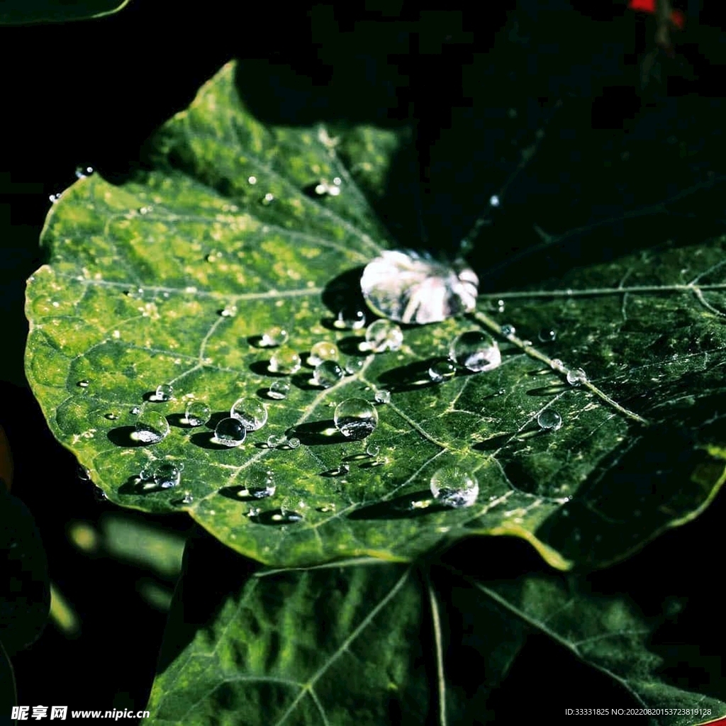 青蛙