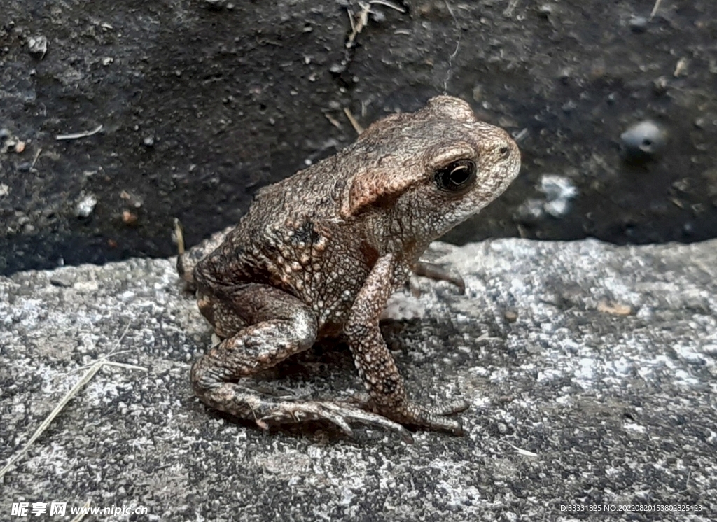 青蛙