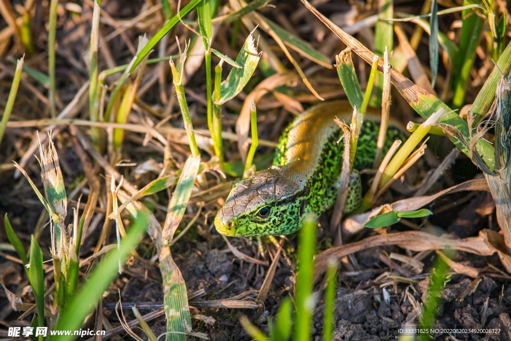 蜥蜴 