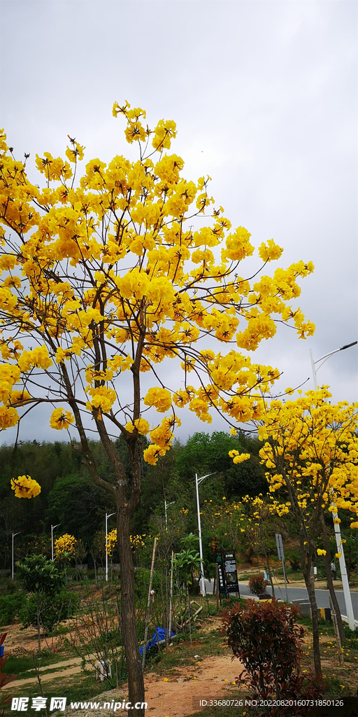 花