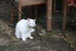 猫 古建筑 自然景观