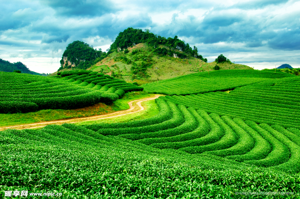 茶叶  茶山  茶海  