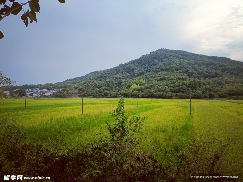 田野