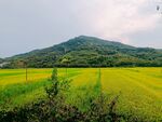 田野