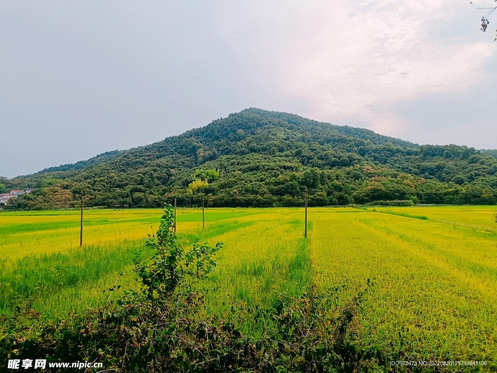 田野