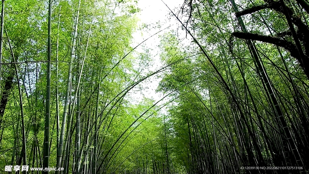 竹林竹海实拍视频