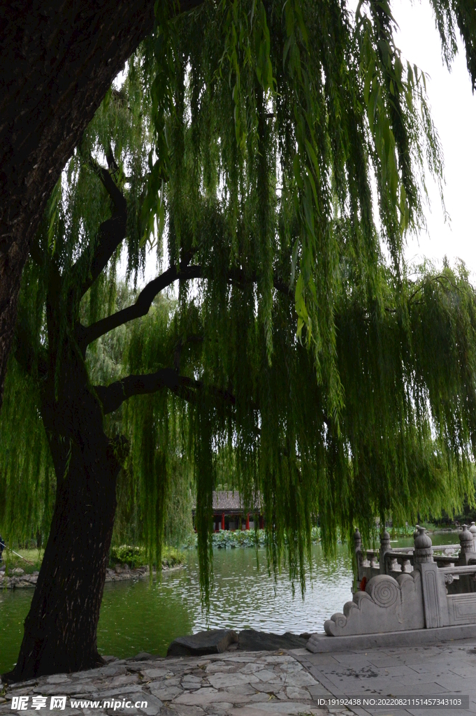 树枝风景