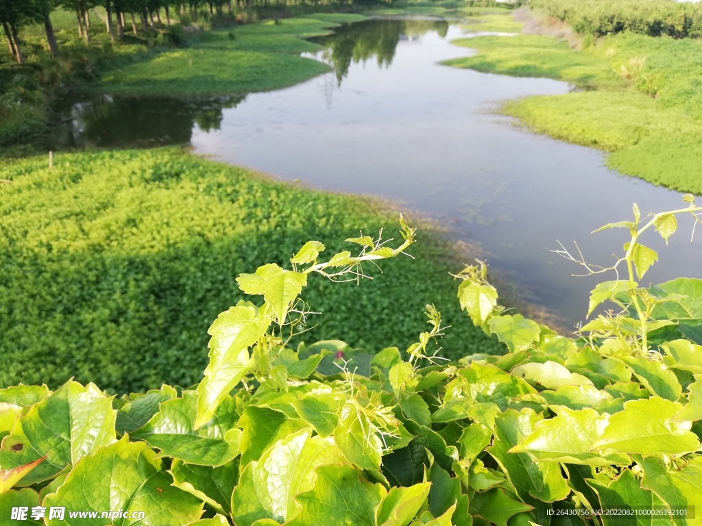 春天绿色湿地藤蔓