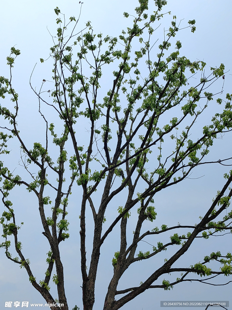 绿树枝芽