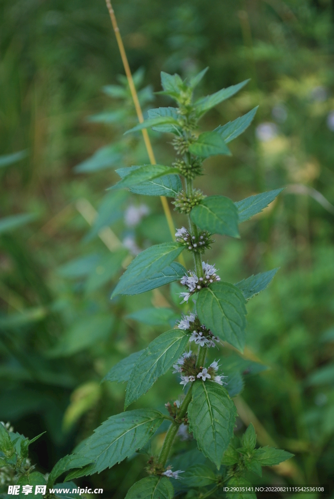 野薄荷