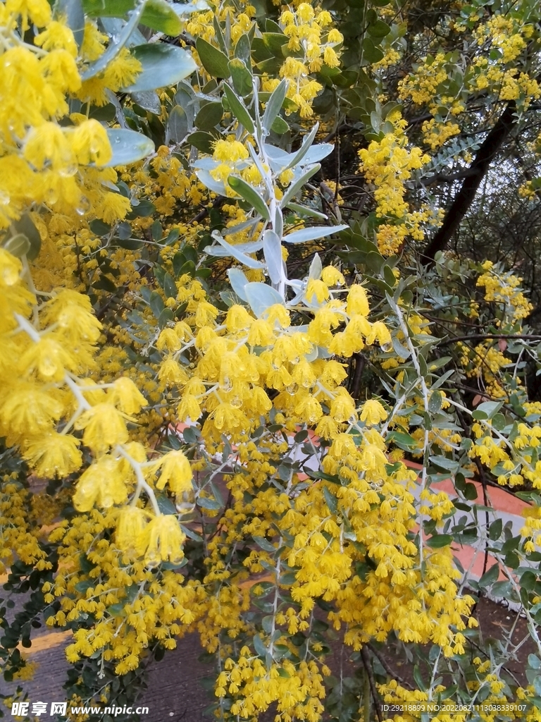 花