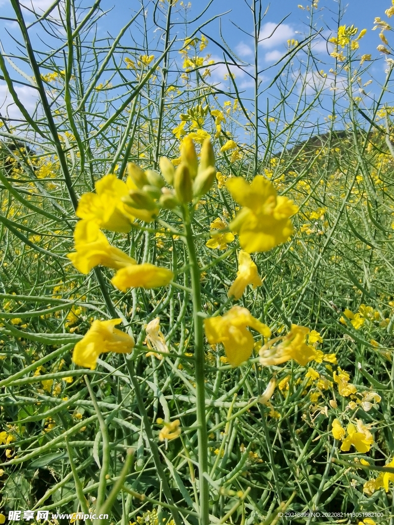油菜花
