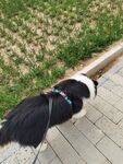 边牧