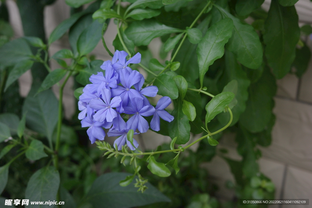 蓝雪花