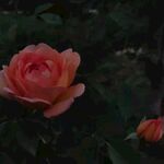 夜幕玫瑰